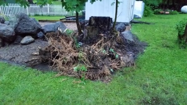 three stumps waiting for disposal.jpg