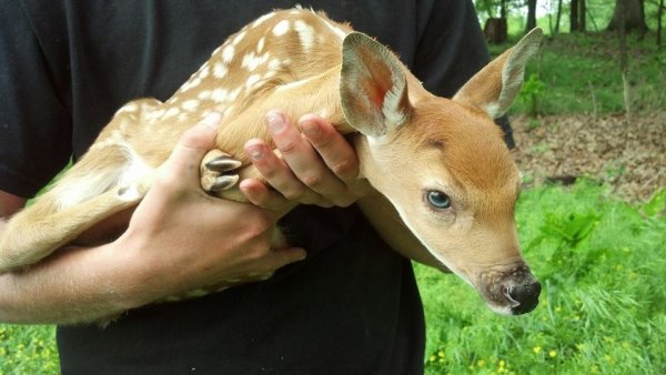 fawn.jpg