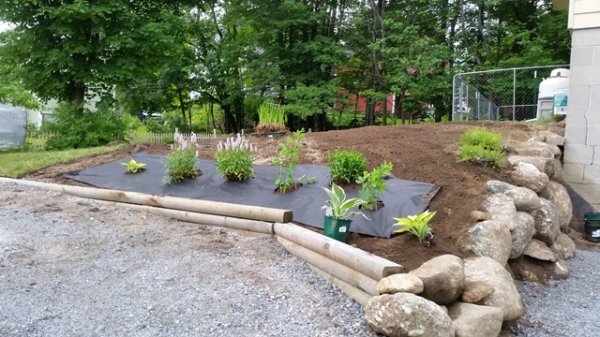First row of plants.jpg