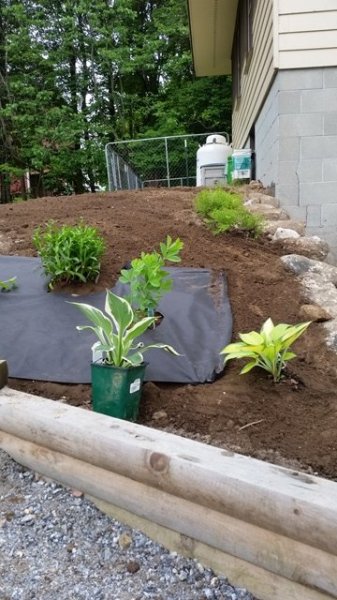 driveway side plants.jpg