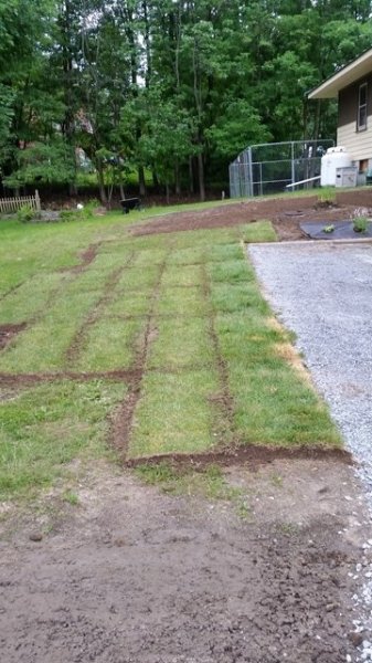 Sod cut in.jpg