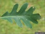 White oak leaf.jpg