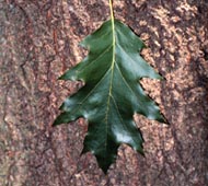 Red oak leaf.jpg