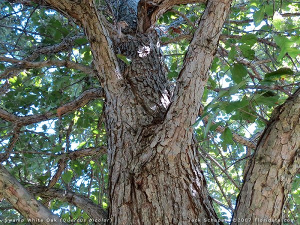 Quercus_bicolor8b.jpg