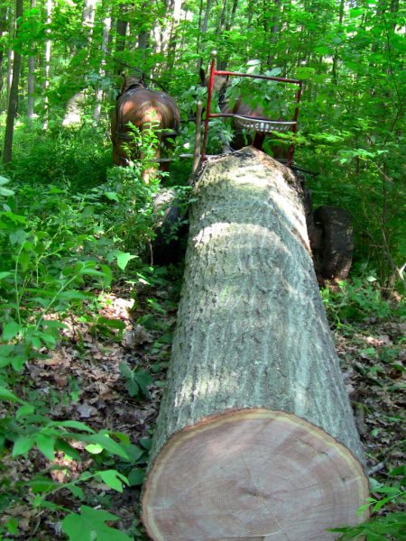 red-oak-logging-horses-768x1024.jpg