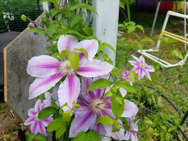 clematis 2017  2.png