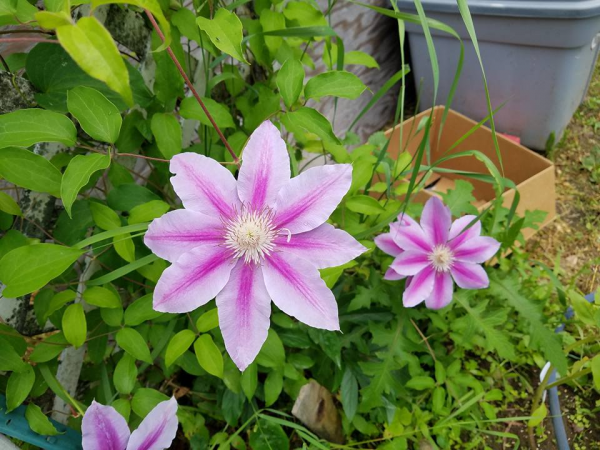 clematis 2017.png