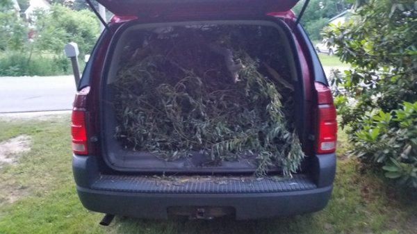 truck full of limbs.jpg