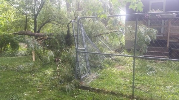 from back yard.jpg