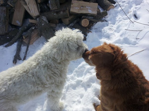 Sophie and Odie.jpg