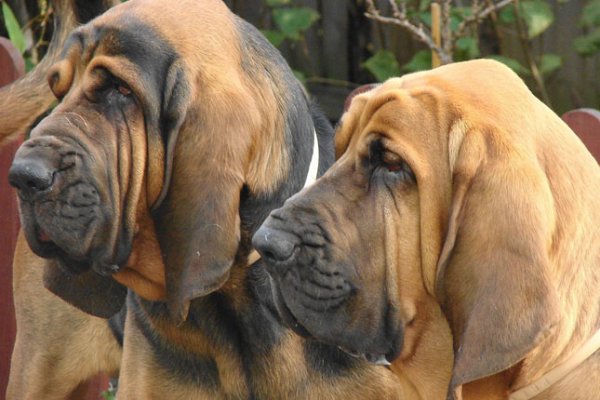Bloodhound.jpg
