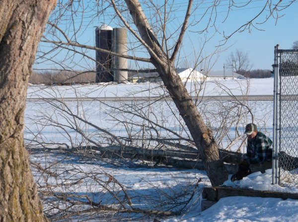 popple trees 002.JPG