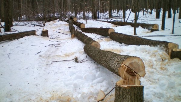 100_0018.JPG