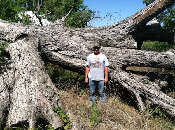 Pecantree.JPG