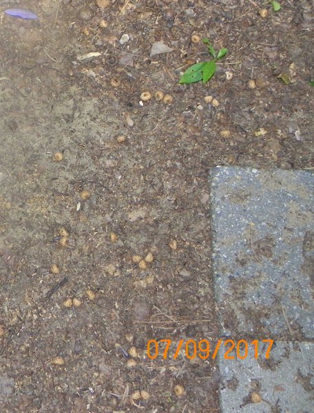 Acorns falling.JPG