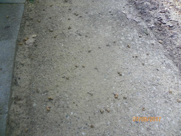 Acorns falling-1.JPG