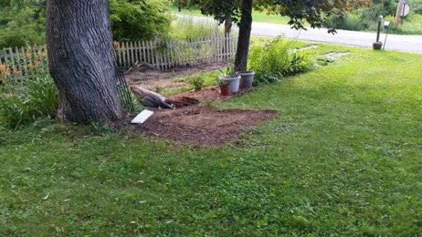 pea gravel gone from under willow.jpg