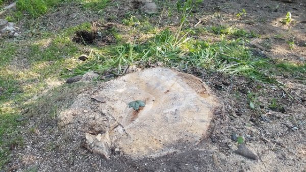 willow stump.jpg