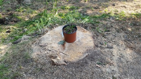 Willow stump with shrub container.jpg