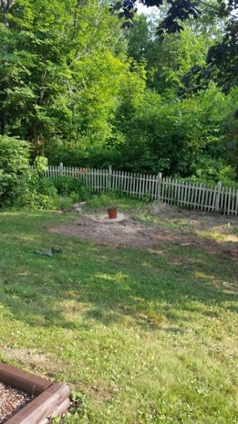 willow stump from afar.jpg