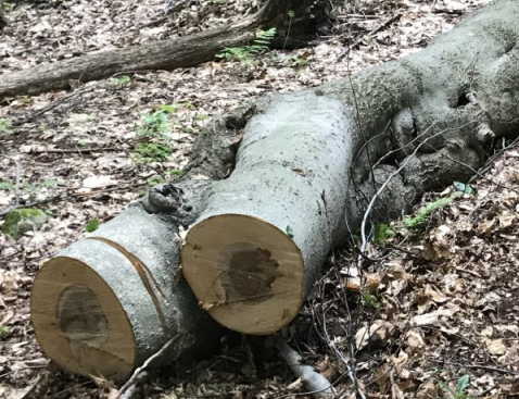 Beech.JPG
