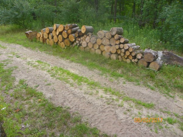 Red oak-Ash 2017.JPG