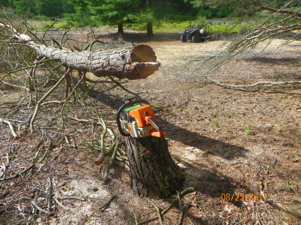 Cutting dead pine.JPG