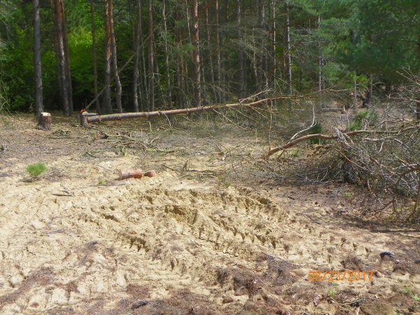 Cutting dead pine-2.JPG