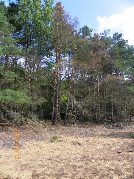 Dead pines.JPG