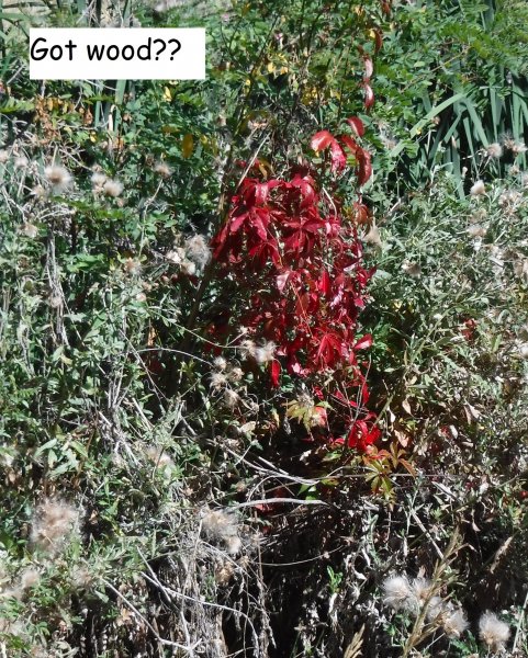 got wood.JPG