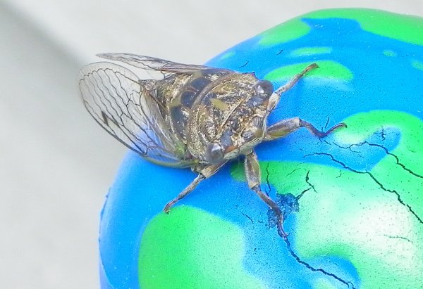 bug2.JPG