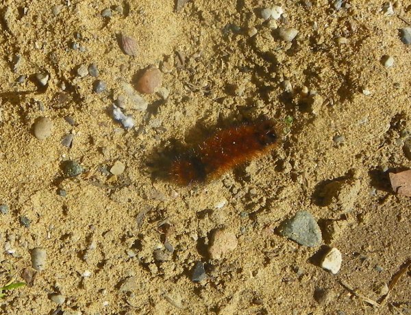 2017 caterpillar.JPG