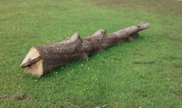 Tree_1_crop.jpg