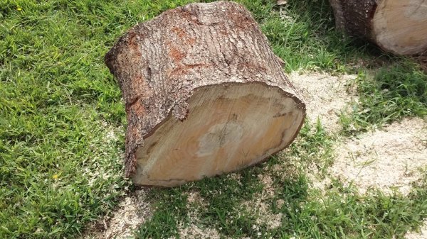 tree_3.jpg