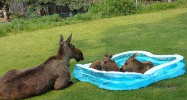 moose-pool-839x452.jpg