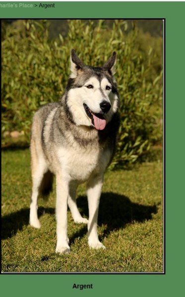 argent husky.JPG