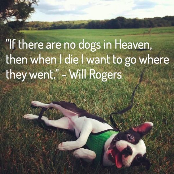 3f1b27ac1eebef7dcb3580afd6bcd6a9--dog-death-quotes-dog-loss-quotes.jpg