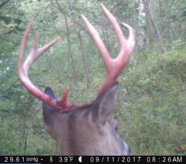 Fresh velvet off.jpg