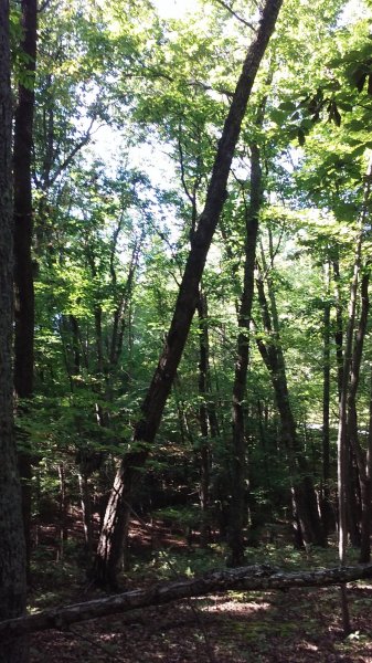 leaning_oak_1.jpg