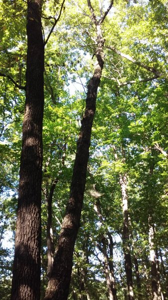 leaning_oak_2.jpg