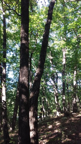 leaning_oak_3.jpg