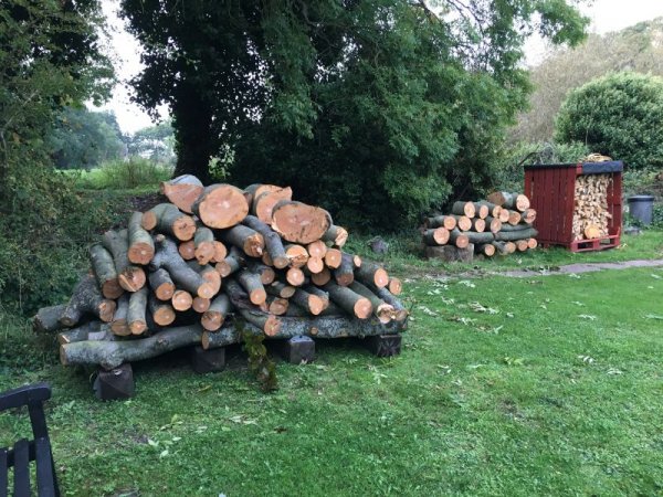 Copper Beech stack.JPG