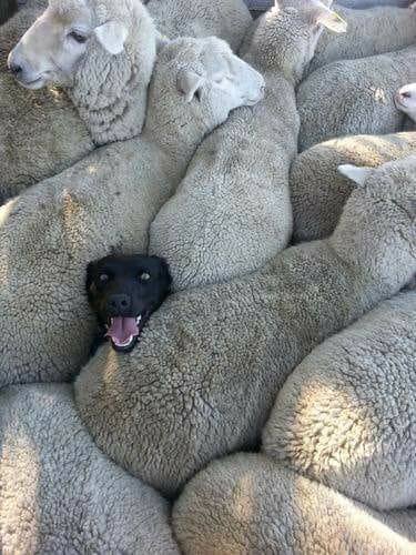 SheepDog.jpg