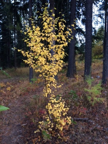 little birch in the fall.JPG