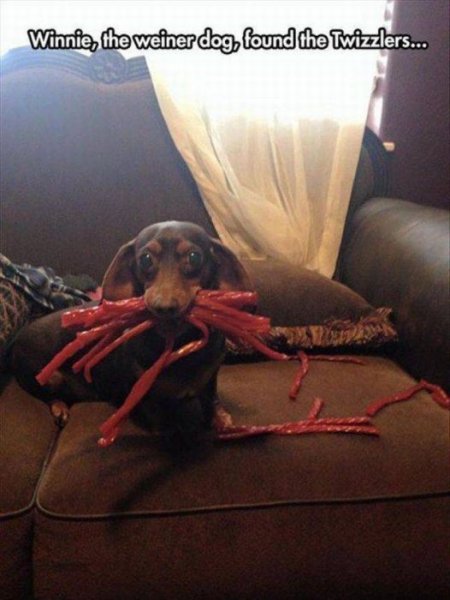 luckily-has-not-found-the-wiener-stash-yet.jpg