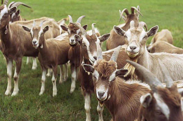 goats-resized-57bb57ee3df78c8763fba0c8.jpg