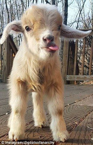 9b57b1a525f463787ad09953d15f2168--baby-bouncer-baby-sheep.jpg