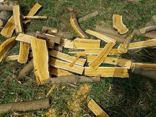 Splitting Mulberry Wood Online | website.jkuat.ac.ke