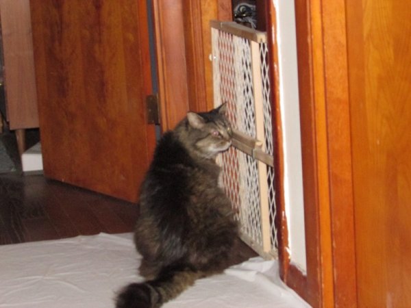 Fuzzy at Ritas door.jpg