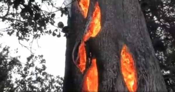 Tree burning from inside out.jpg